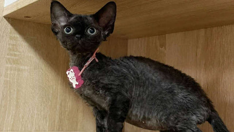 elegante schwarze Devon-Katze