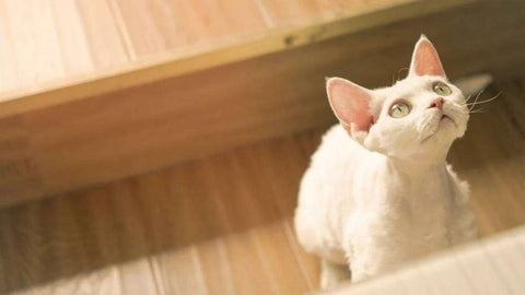 white devon cat