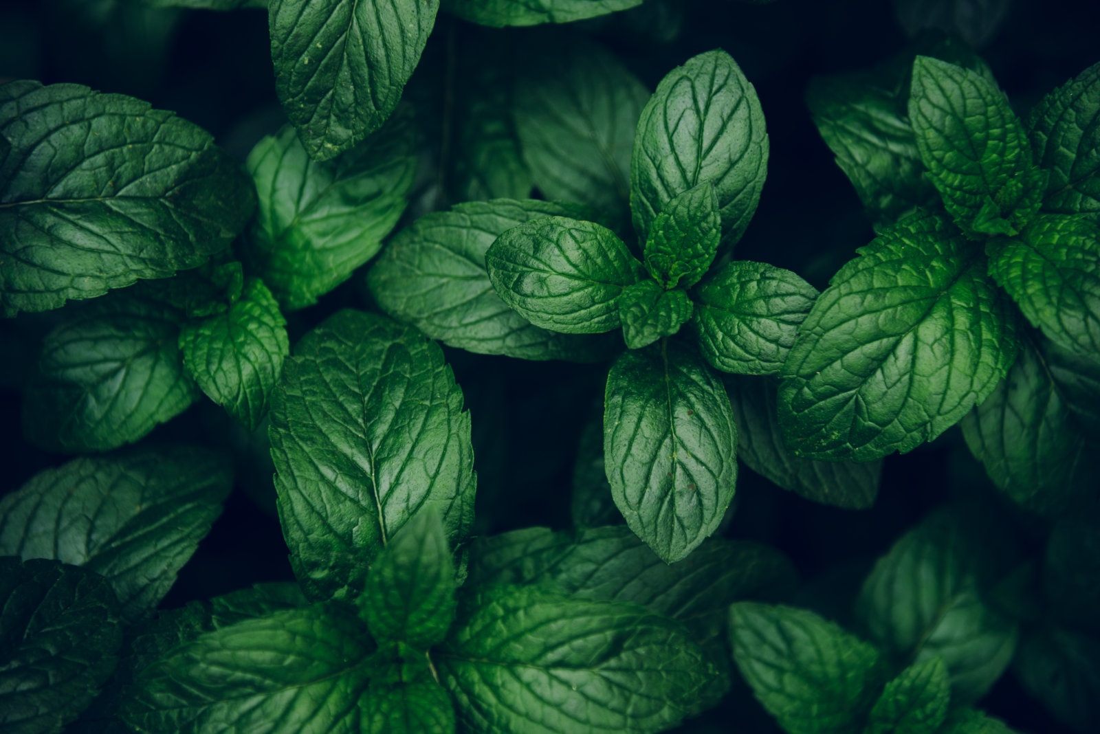 peppermint