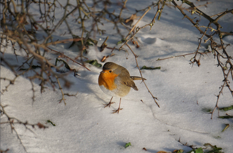 robin in winter