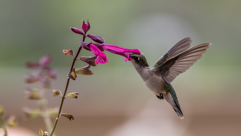 hummingbird-flower