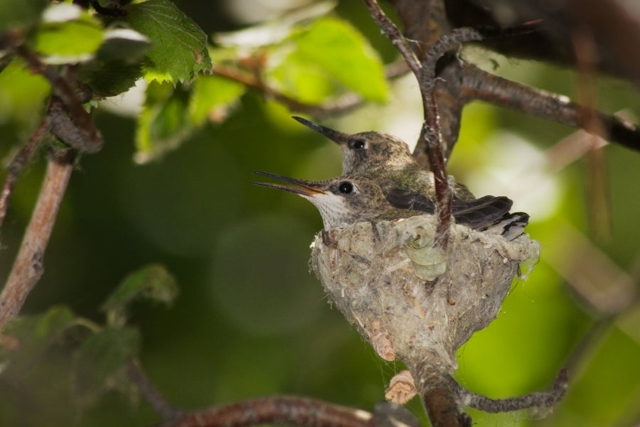 Birds Nesting