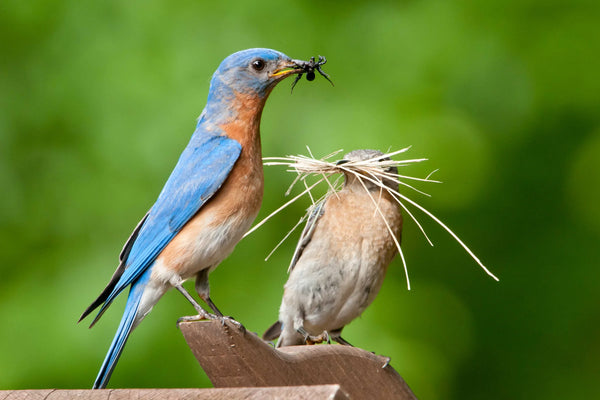 western bluebird, bird, bird feeder, nature, cute, garden, bird lover, baby