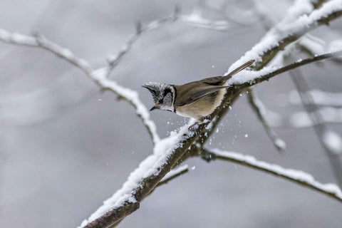 bird， branch，winter
