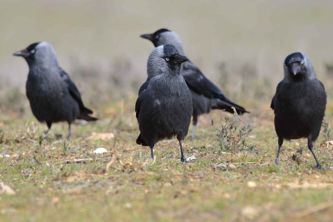 closeup-selective-focus-shot-beautiful-american-crows-group