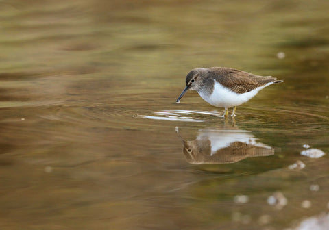 bird find water