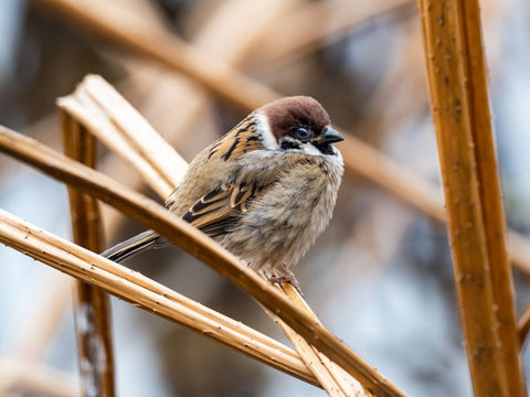 cutie sparrow