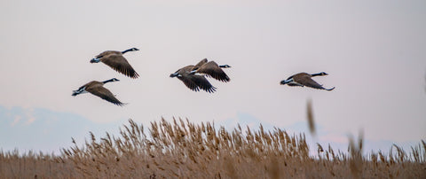 flock-canadian-geese-flying-around-great-salt-lake-utah-us