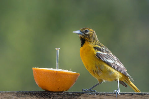 fruit-eating birds