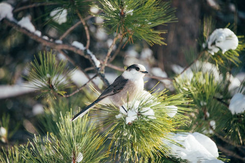 gray jay in the snow
