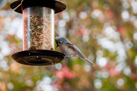 Can I Have Bird Feeders in the North Georgia Mountains? Essential Tips