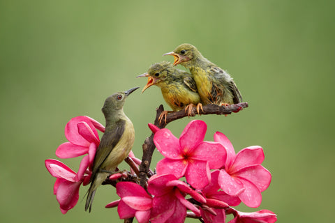 olivebacked-sunbirds-feeding-child-cinnyris-jugularis
