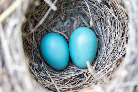 blue bird eggs