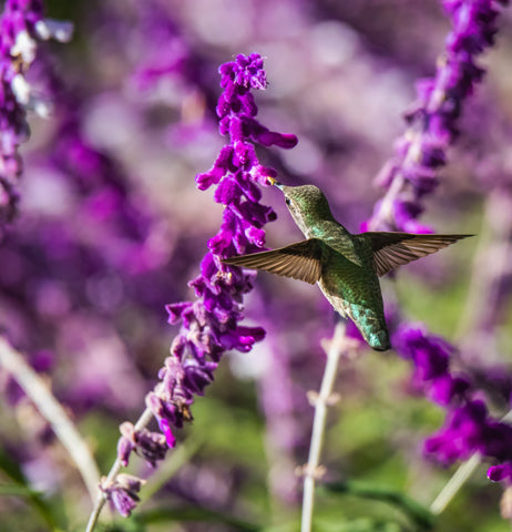 hummingbird flower