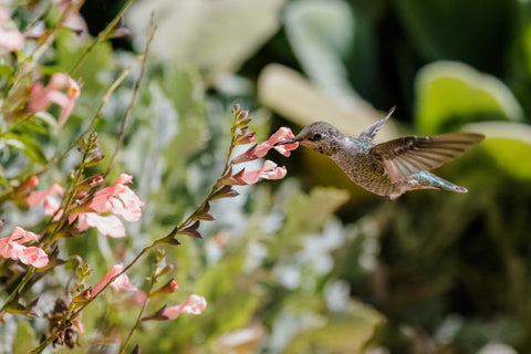 pollinating hummingbird