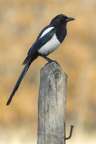 vertical-selective-focus-shot-beautiful-crow-sitting-log-wood