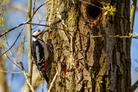woodpecker and tree cavity