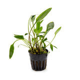 Cryptocoryne Lutea