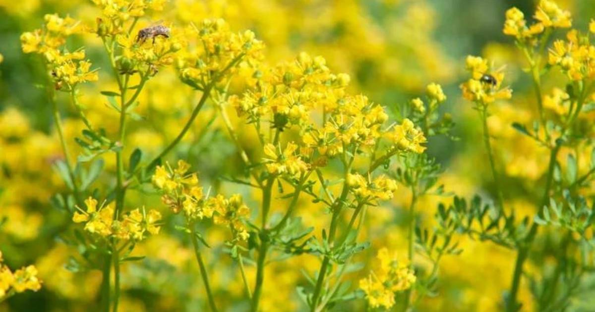 Remedios herbales de ruda para el Mal de Ojo