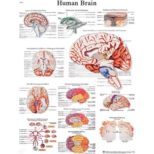 Anatomical Chart - Brain, Sticky Back