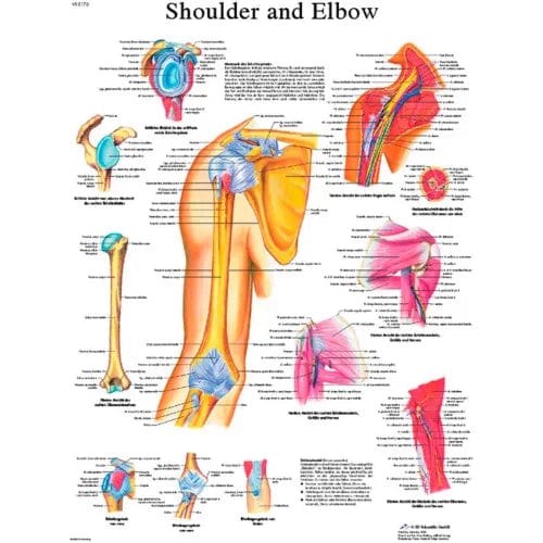 Anatomical Chart - Shoulder & Elbow, Laminated