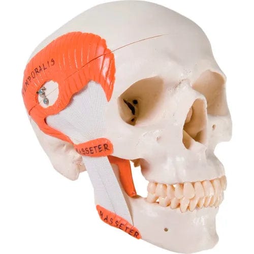 Anatomical Model - Functional Skull, 2-Part with Masticator Muscles