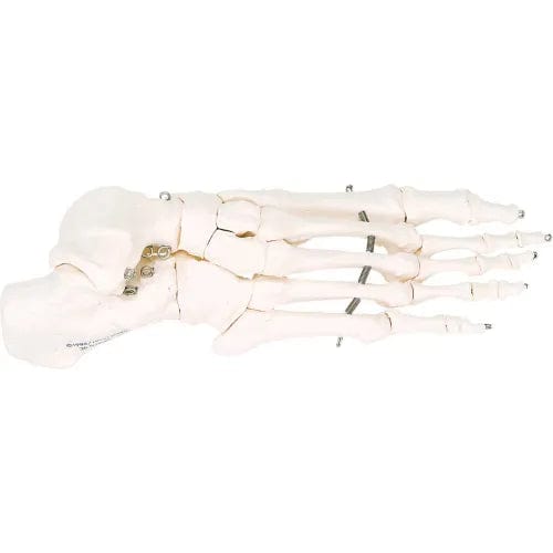 Anatomical Model - Loose Bones, Foot Skeleton, Right