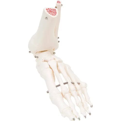 Anatomical Model - Loose Bones, Foot Skeleton with Ankle, Left