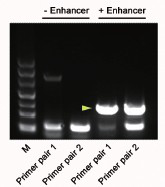 Figure 1. Amplification of a gene being with GC content of 72% and length of 690bp using Taq DNA Polymerase (Cat: 10102).