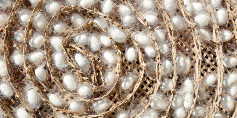 Sericulture: The Journey from Silkworm to Silk