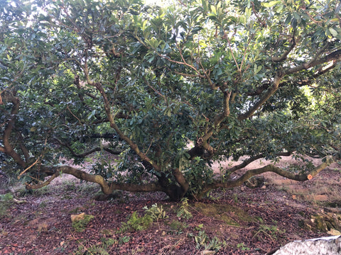 Foto de poda del árbol Myrica rubra