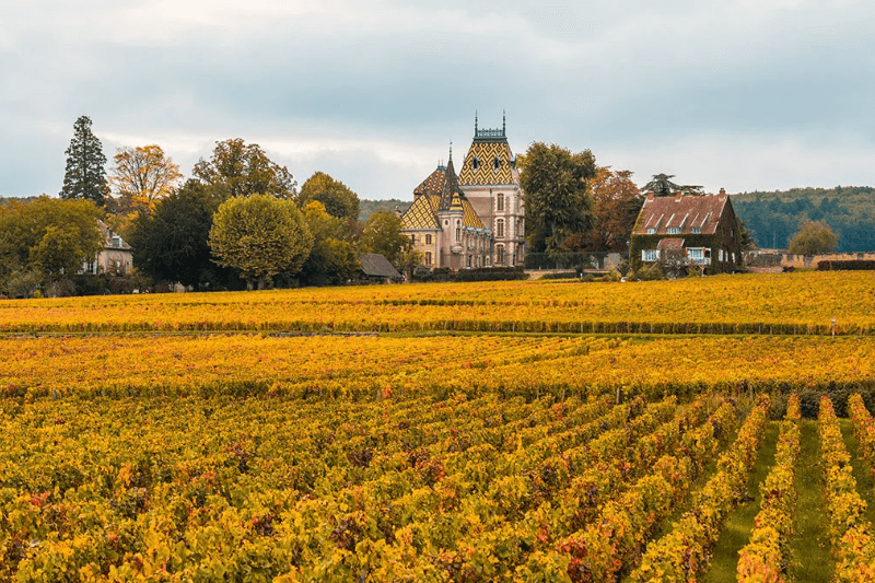 Autumn in France: Vineyards and Golden Scenery