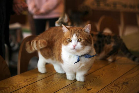 Un chat munchkin se tient sur la table et observe l'environnement.