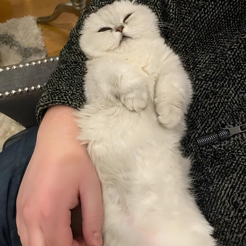 Un chat munchkin repose dans des bras humains
