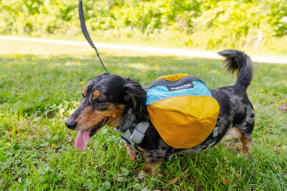 Adventurer EZ Latch Dog Pack (2-piece)