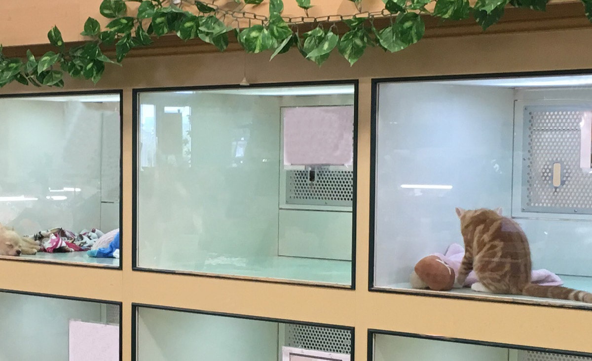 動物の成長の維持と管理