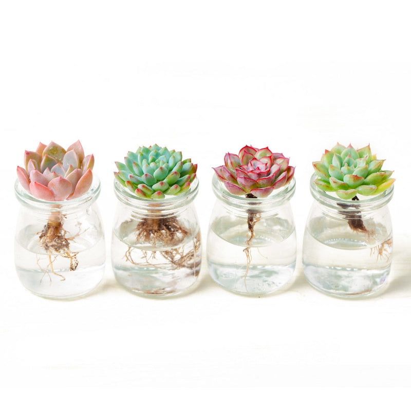 Succulents grow with hydroponic
