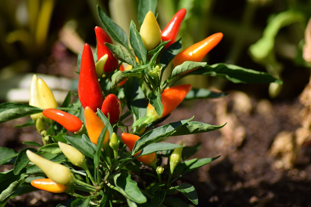 pepper is easy to grow with Awesome Plant indoor hydroponic garden