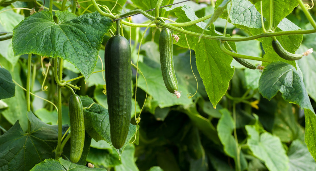 Cucumber with hydroponic growing system