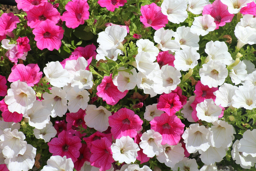 Petunia is easy to grow with Awesome Plant indoor hydroponic garden