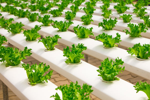 Hydroponic growing system
