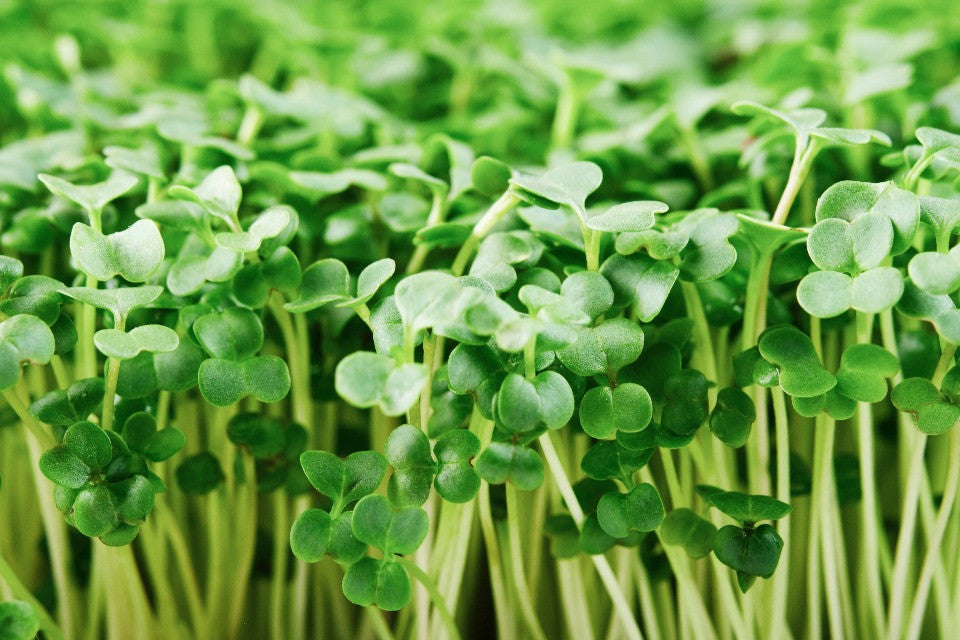 microgreens is easy to grow with indoor hydroponic garden