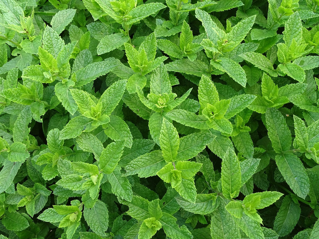 herb is easy to grow with indoor hydroponic garden