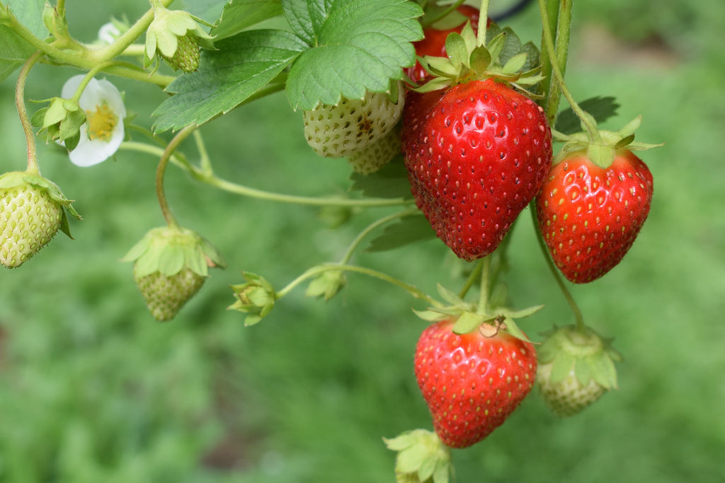 strawberry is easy to grow with Awesome Plant indoor hydroponic garden