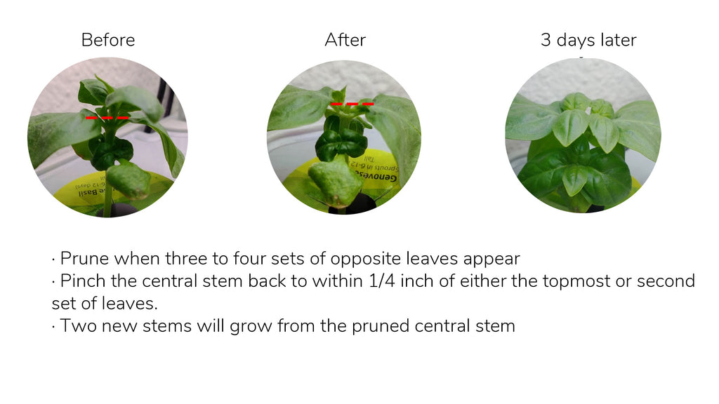 prune basil on indoor hydroponic garden