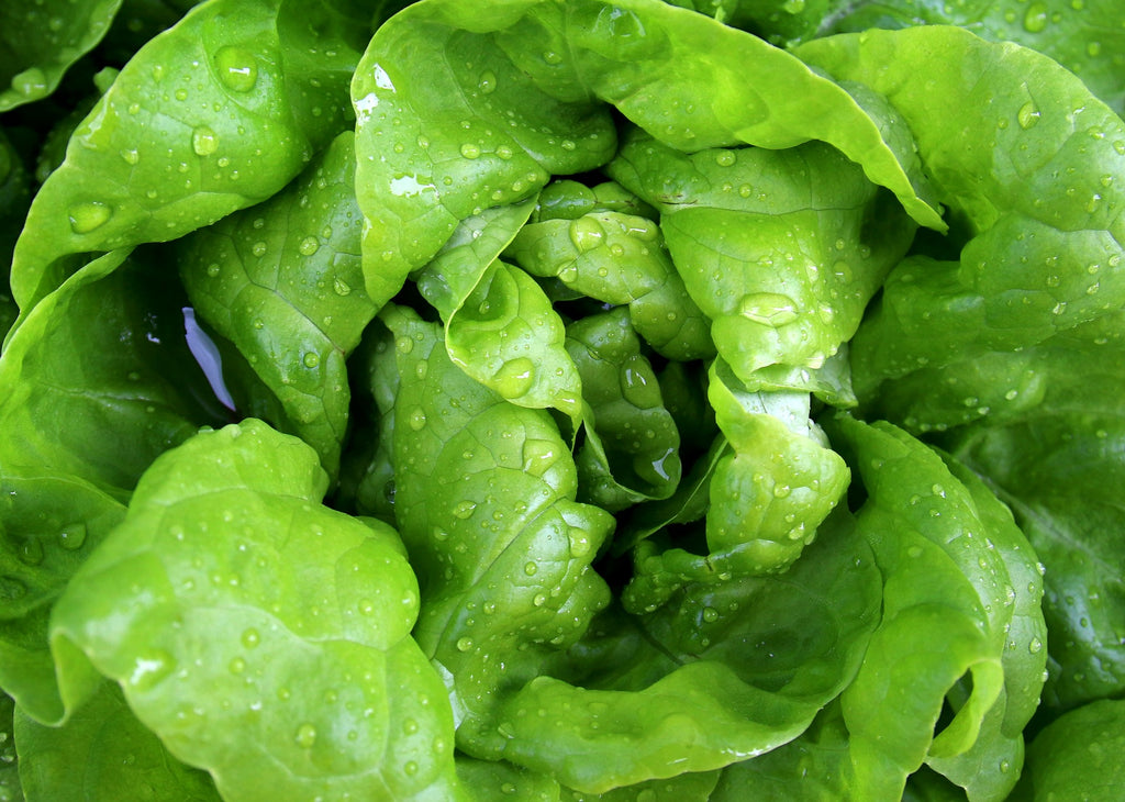 lettuce is easy to grow with hydroponic garden