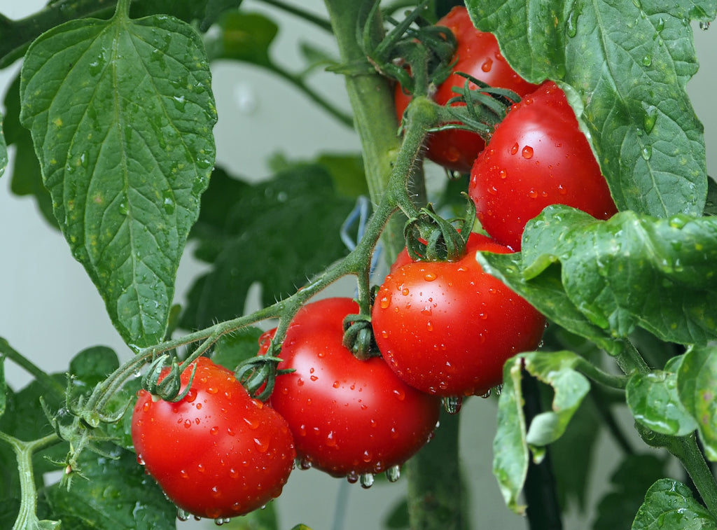 cherry tomato is easy to grow with Awesome Plant