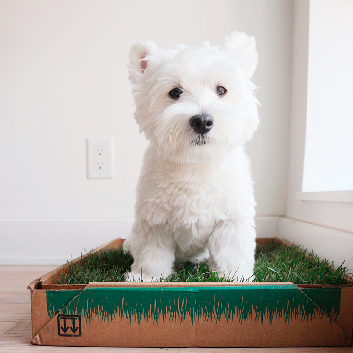 white dog on a fresh patch standard