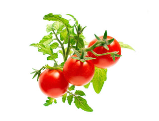 迷你番茄植物豆荚