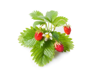 野生草莓荚果